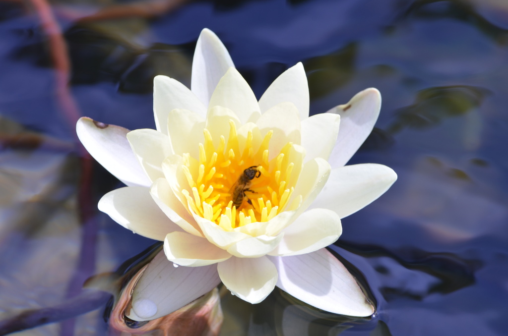 Lotus with Bee by mariaostrowski