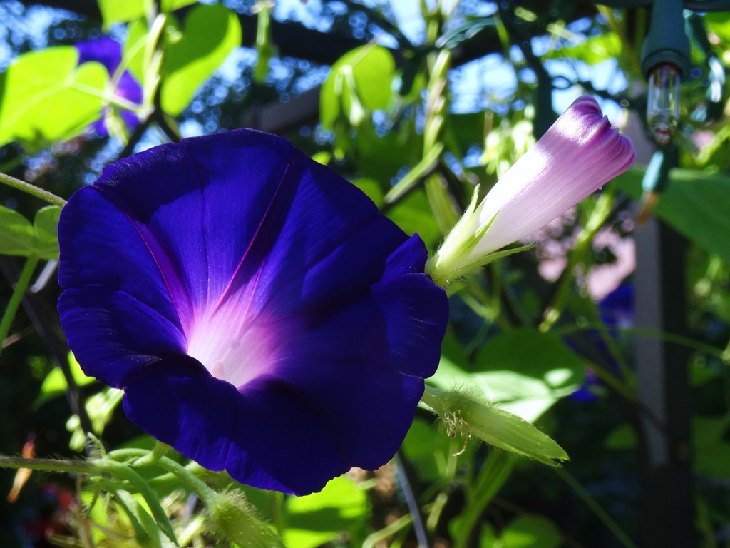 Day 91 Morning Glory by rminer