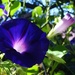 Day 91 Morning Glory by rminer