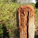 Its an ant nest by kerenmcsweeney