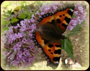 4th Sep 2013 - small tortoiseshell butterfly on buddleia