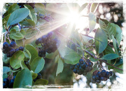 4th Sep 2013 - Morning Sun and Berries