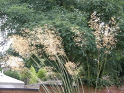 4th Sep 2013 - Ornamental grasses 