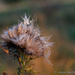 Thistle by leonbuys83