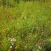 Meadow flowers by mattjcuk