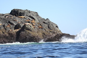 3rd Sep 2013 - Stellar Sea Lions