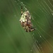 Frog or Spider? by grammyn