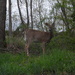 test picture of deer by mittens