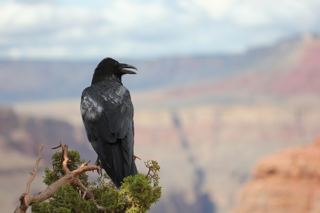 Wildlife at the Grand Canyon by jamibann