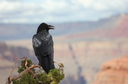 3rd Sep 2013 - Wildlife at the Grand Canyon