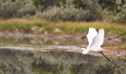 5th Sep 2013 - White Egret Flying At Dog Pond 
