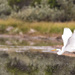 White Egret Flying At Dog Pond  by jgpittenger