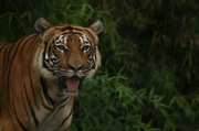 4th Sep 2013 - Tiger