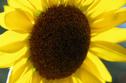 3rd Sep 2013 - Sunflower Closeup