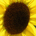 Sunflower Closeup by houser934