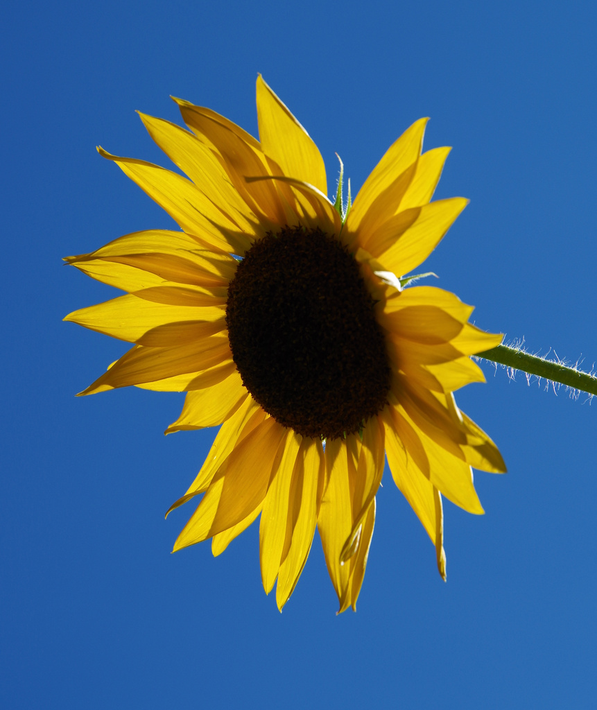 Sunflower on Blue by houser934