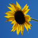 Sunflower on Blue by houser934