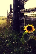 28th Aug 2013 - sunflower 