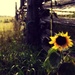 sunflower  by edie