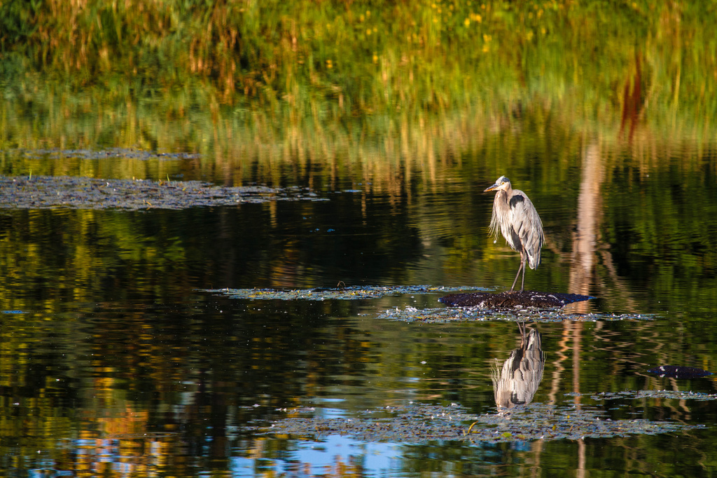 Heron and Morning Light by tosee