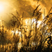 Sunlite Grasses by pdulis