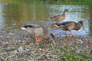 5th Sep 2013 - Hungry Ducks