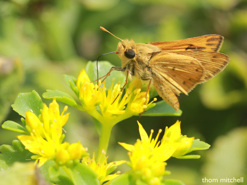 Another skipper… by rhoing