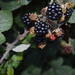 Blackberries by motorsports