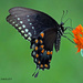 Swallowtail  by grannysue