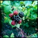 Blackberries by mastermek