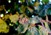 4th Sep 2013 - The pink spider