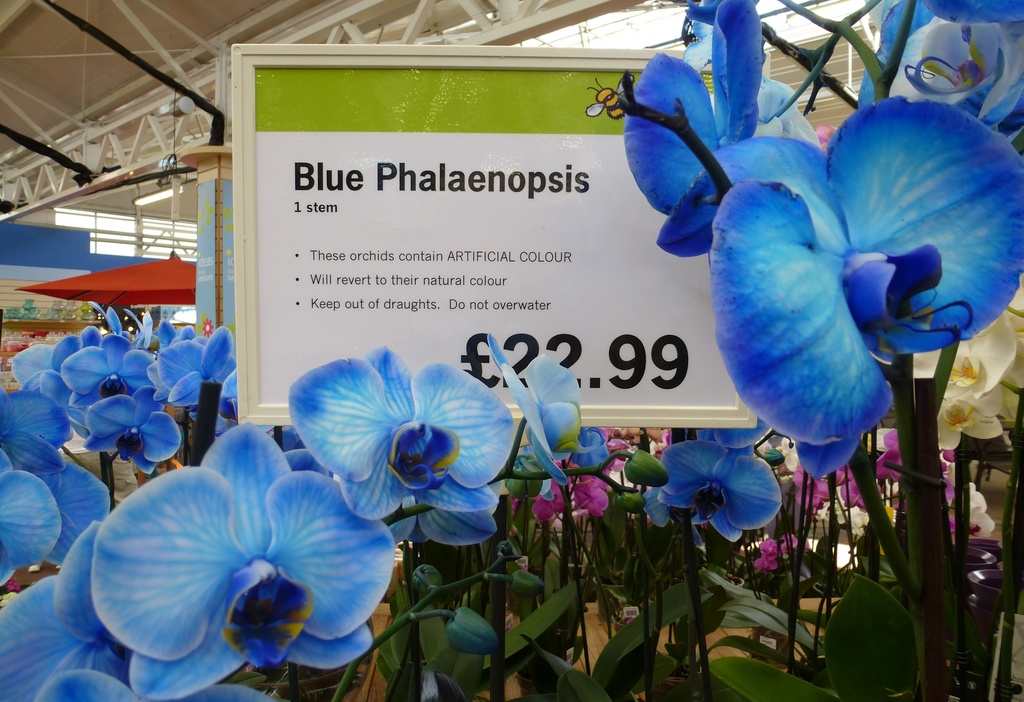 Blue orchid anyone? by quietpurplehaze