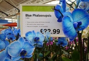 5th Sep 2013 - Blue orchid anyone?