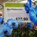 Blue orchid anyone? by quietpurplehaze