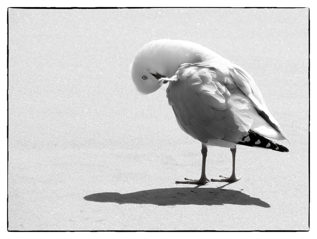  grooming gull by kali66