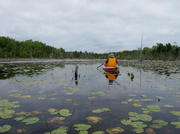 30th Aug 2013 - Paddling Pickle Factory Pond