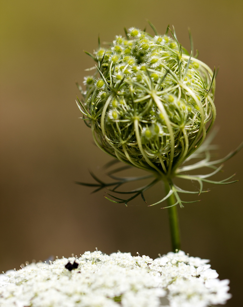 Queen Ann's Lace by aecasey