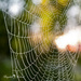 Cobweb by ragnhildmorland