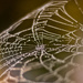 Cobweb by ragnhildmorland