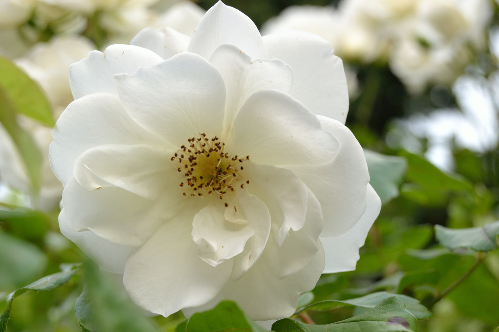 White rose by richardcreese