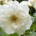 White rose by richardcreese