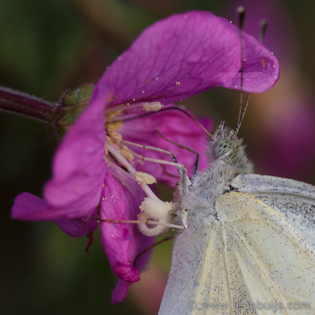 Cabbage White by leonbuys83