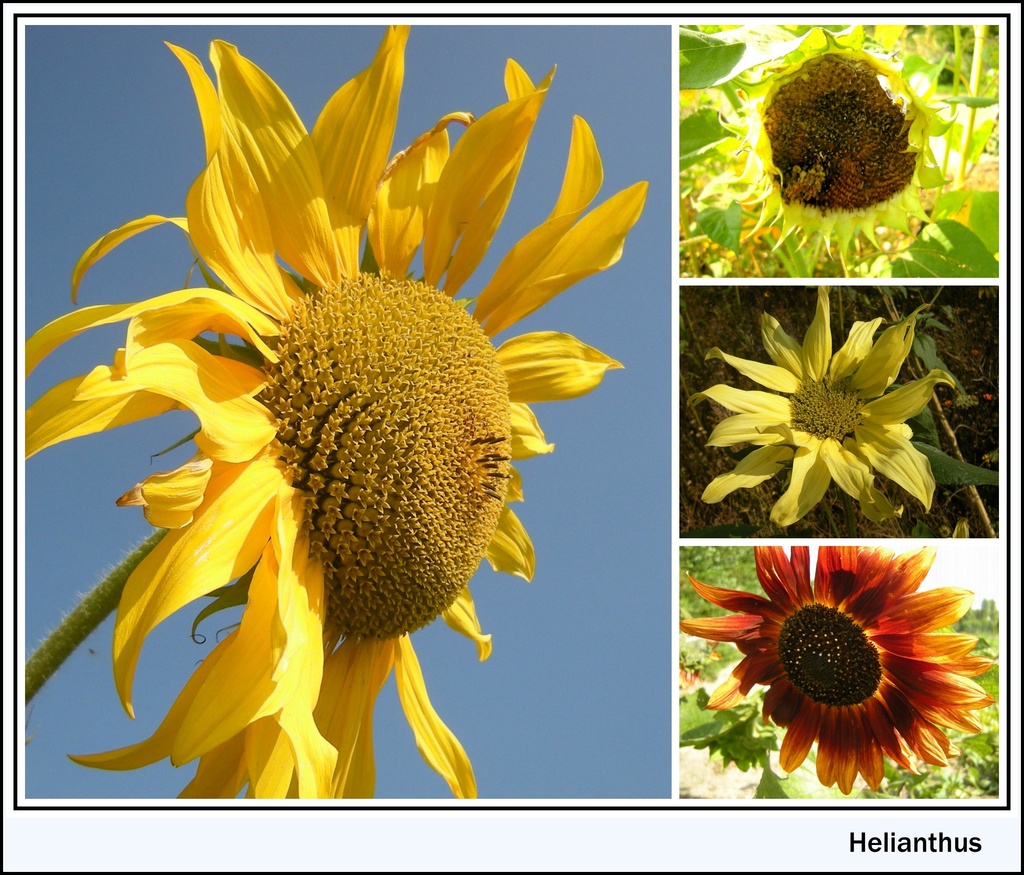 Sunflowers by pyrrhula