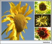5th Sep 2013 - Sunflowers