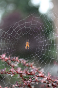 5th Sep 2013 - Spiderweb