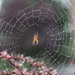 Spiderweb by whiteswan
