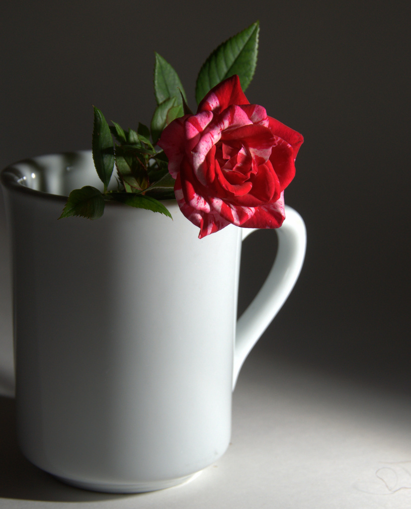 Rose in  a mug... by jayberg