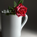 Rose in  a mug... by jayberg