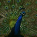 Peacock by kerristephens