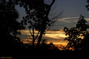 3rd Sep 2013 - Sunset Through the Trees